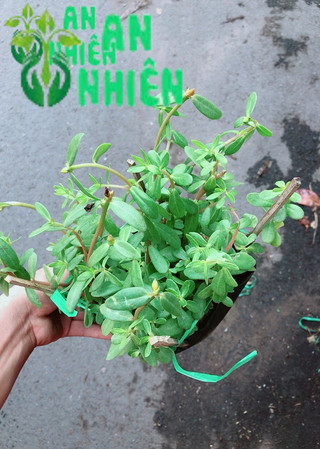 Hoa 10h Sam (1 bụi)