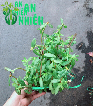 Hoa 10h Sam (1 bụi)