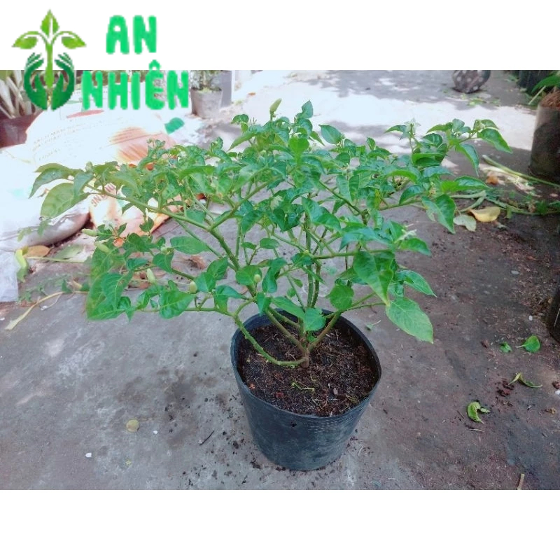 Ớt Xiêm Trắng
