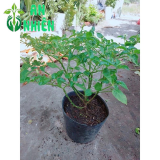 Ớt Xiêm Trắng