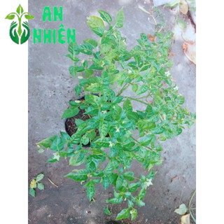 Ớt Xiêm Trắng