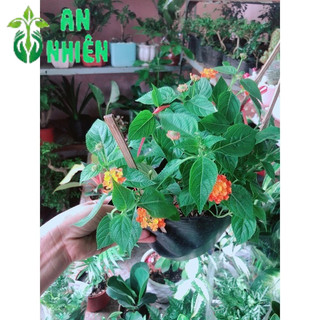 Cây Trâm Ổi