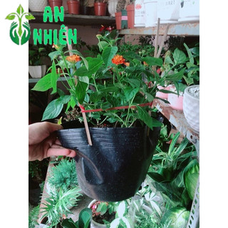 Cây Trâm Ổi