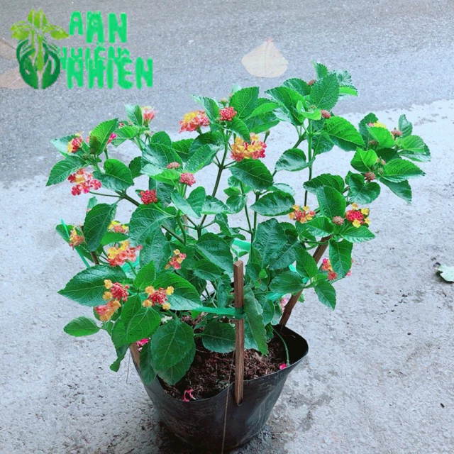 Hoa Ngũ Sắc (trâm ổi có sẵn hoa)