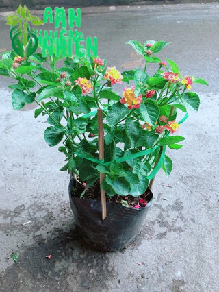 Hoa Ngũ Sắc (trâm ổi có sẵn hoa)