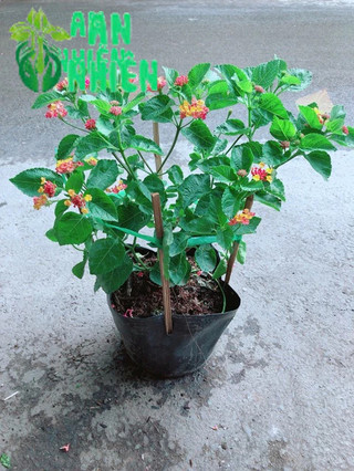 Hoa Ngũ Sắc (trâm ổi có sẵn hoa)