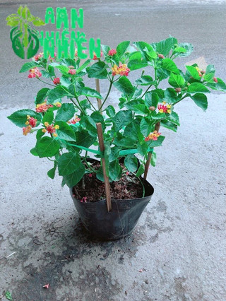 Hoa Ngũ Sắc (trâm ổi có sẵn hoa)
