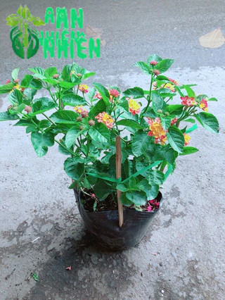 Hoa Ngũ Sắc (trâm ổi có sẵn hoa)