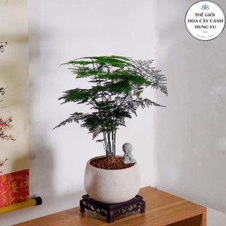 Chậu cây thủy tùng mini-Cây phong thủy để bàn (chậu sứ +đôn).