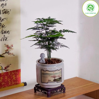  Chậu cây thủy tùng mini-cây phong thủy để bàn  chậu sứ +đôn  