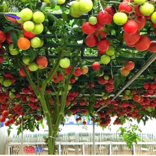 [50H]Hạt Giống Cà Chua Leo Giàn(tặng kèm phân)