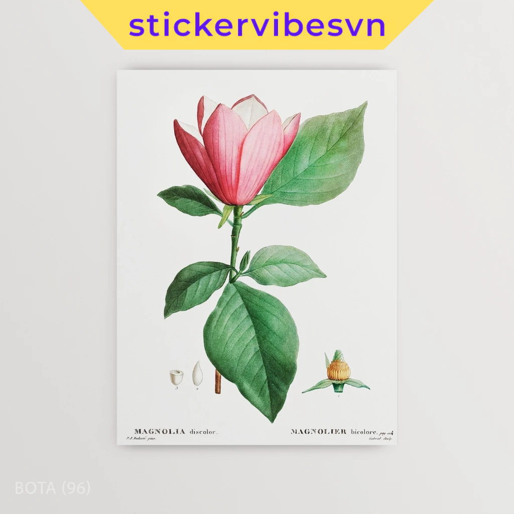 Tranh dán tường fomex, Magnolia Discolor, có sẵn keo dán 2 mặt, nhận in theo yêu cầu
