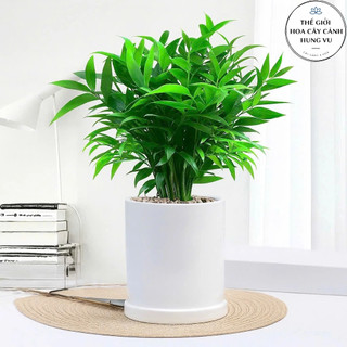  Chậu cây kim giao cây gỗ khử độc - cây phong thuỷ để bàn 