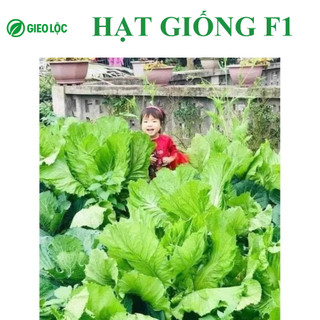 GÓI 10g Hạt giống cải bẹ xanh cải canh khổng lồ – Rau to, giòn ngọt, năng suất cao