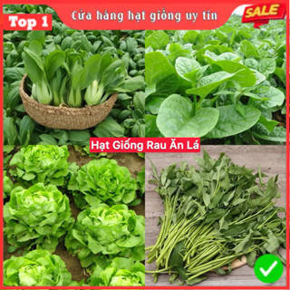Hạt Giống Rau Cải, Rau Gia Vị & Củ Quả Các Loại 4 Mùa Ăn Quanh Năm, Giống F1 Nảy Mầm Tốt