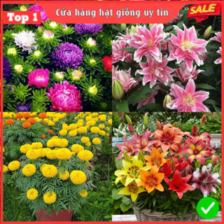  Củ Hoa Ly Hạt Giống Hoa Trồng Chơi Tết 2026 - Hàng F1 Nhập Khẩu 