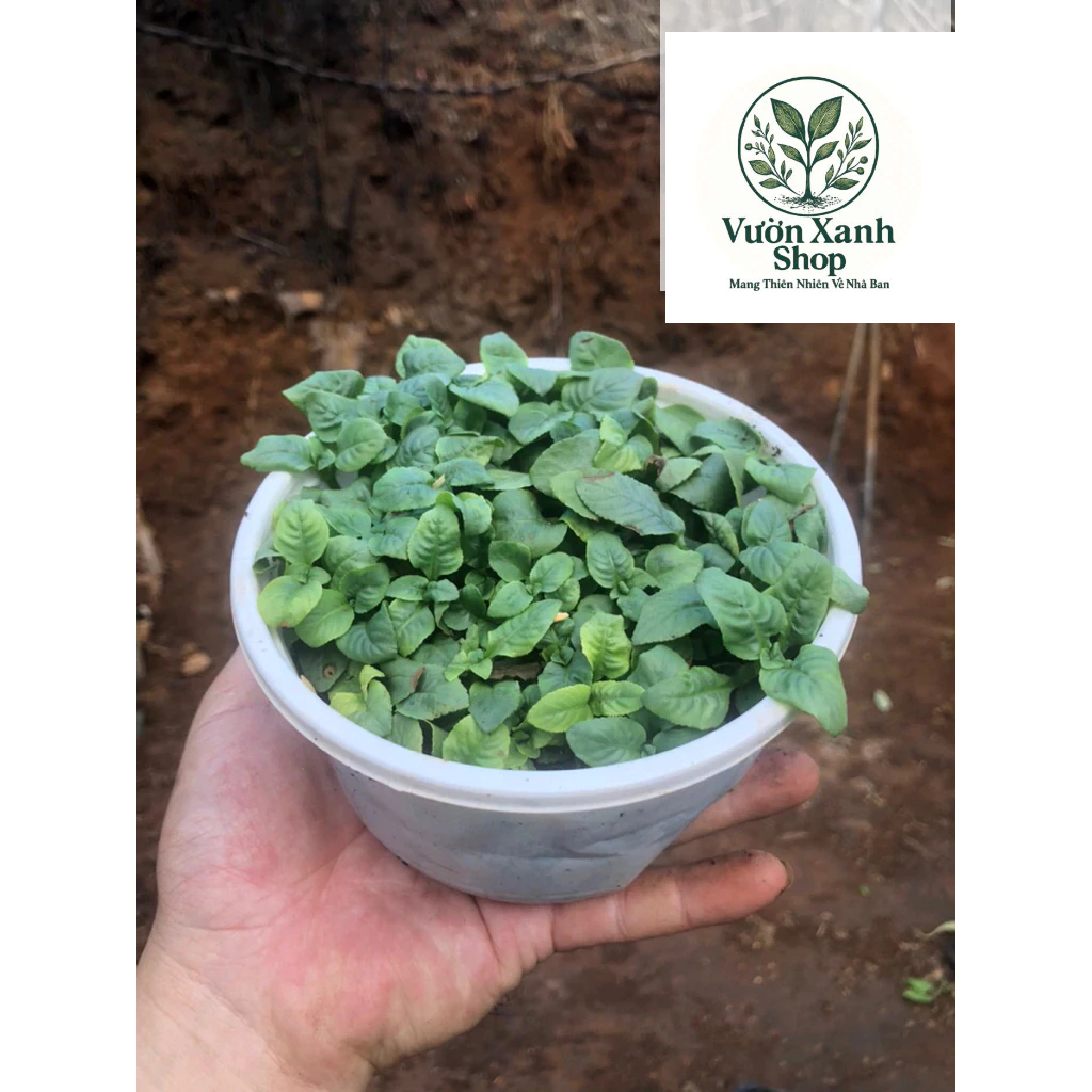 Cây giống quế vị xá xị – Rau thơm đặc sản, dễ trồng, cực kỳ tiện lợi