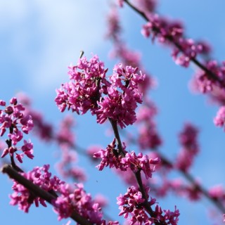 MỸ PHẨM MIU MIU SHOP