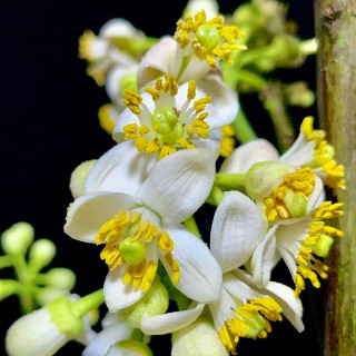 Shop Cây Cảnh (SC3)