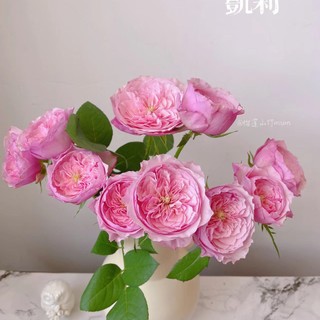Lamour de Rose