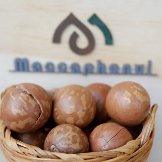 NÔNG TRẠI MACCA PHỐ NÚI