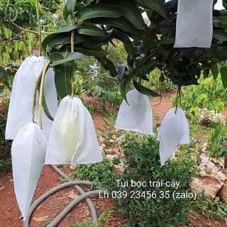 TÚI BỌC TRÁI CÂY II