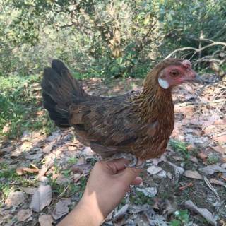 huyhoang-phụ kiện bẫy gà rừng 