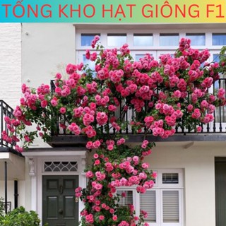 Tổng Kho Hạt Giống F1