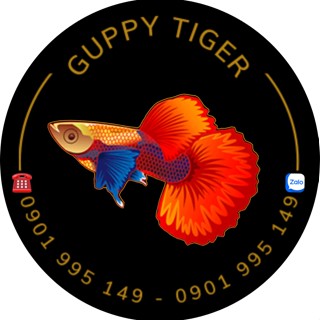 GUPPY TIGER
