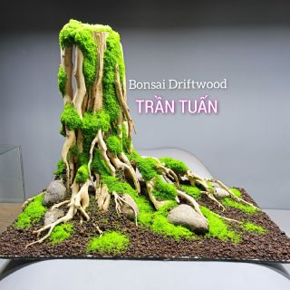 Bonsai Driftwood Tran Tuan