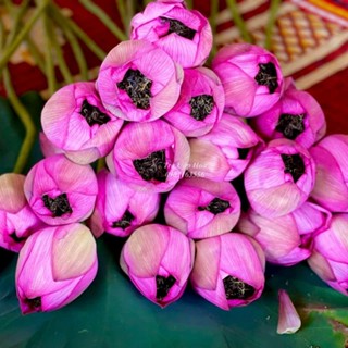 TRÀ ƯỚP HOA- TRÀ HOA VIỆT