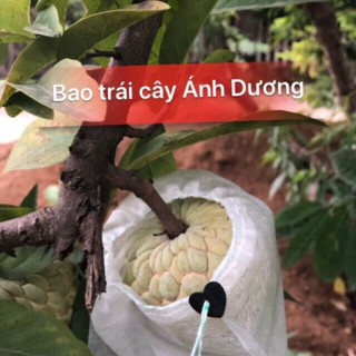 tuibaotraicayanhduong