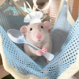 🐹Tổ thú cưng dễ thương