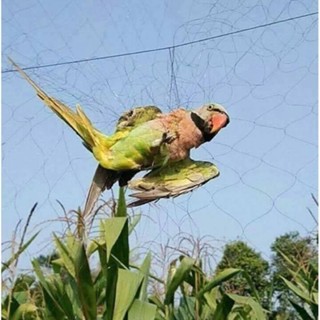 HUY HOÀNG - phụ kiện bẫy chim