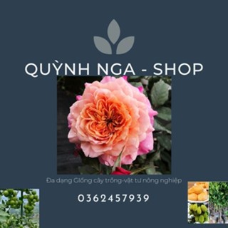*QUỲNH NGA SHOP 