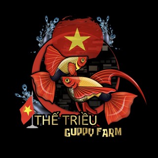 THẾ TRIỀU GUPPY FARM