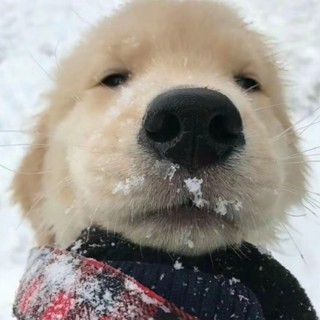 Phụ kiện công nghệ Puppy