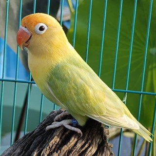THẾ GIỚI ĐỒ CHƠI BIRD
