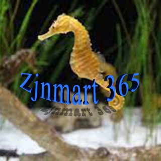 Sỉ Phụ Kiện Thủy Sinh