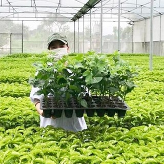 nhà vườn - cây giống chuẩn F1