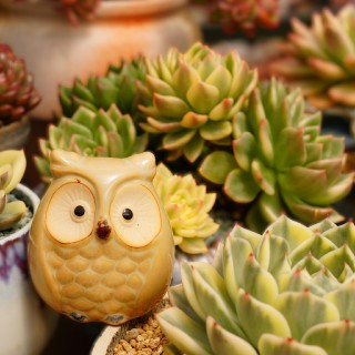 SEN ĐÁ GLASS GARDEN