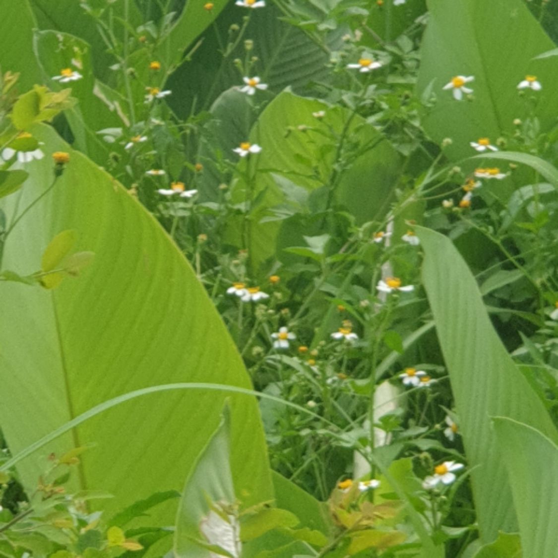 So Kute