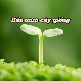 Bầu ươm cây giống 