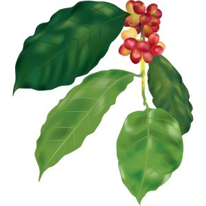 Tổng Kho Phụ Kiện Vip