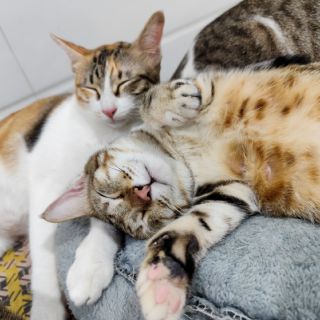 Tiệm tất vớ Đen Râu