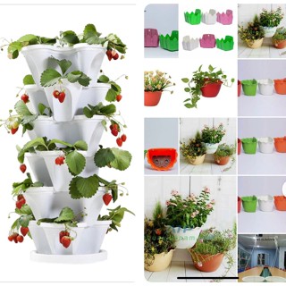 @Kho Chậu Hạt Giống Giá Sỉ_AKT