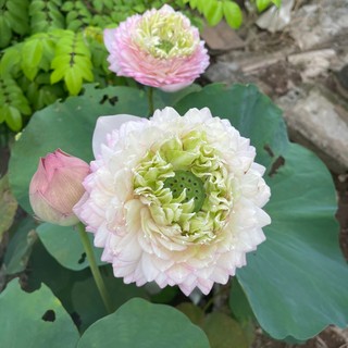 Tiệm Gia Dụng Việt Phát 89