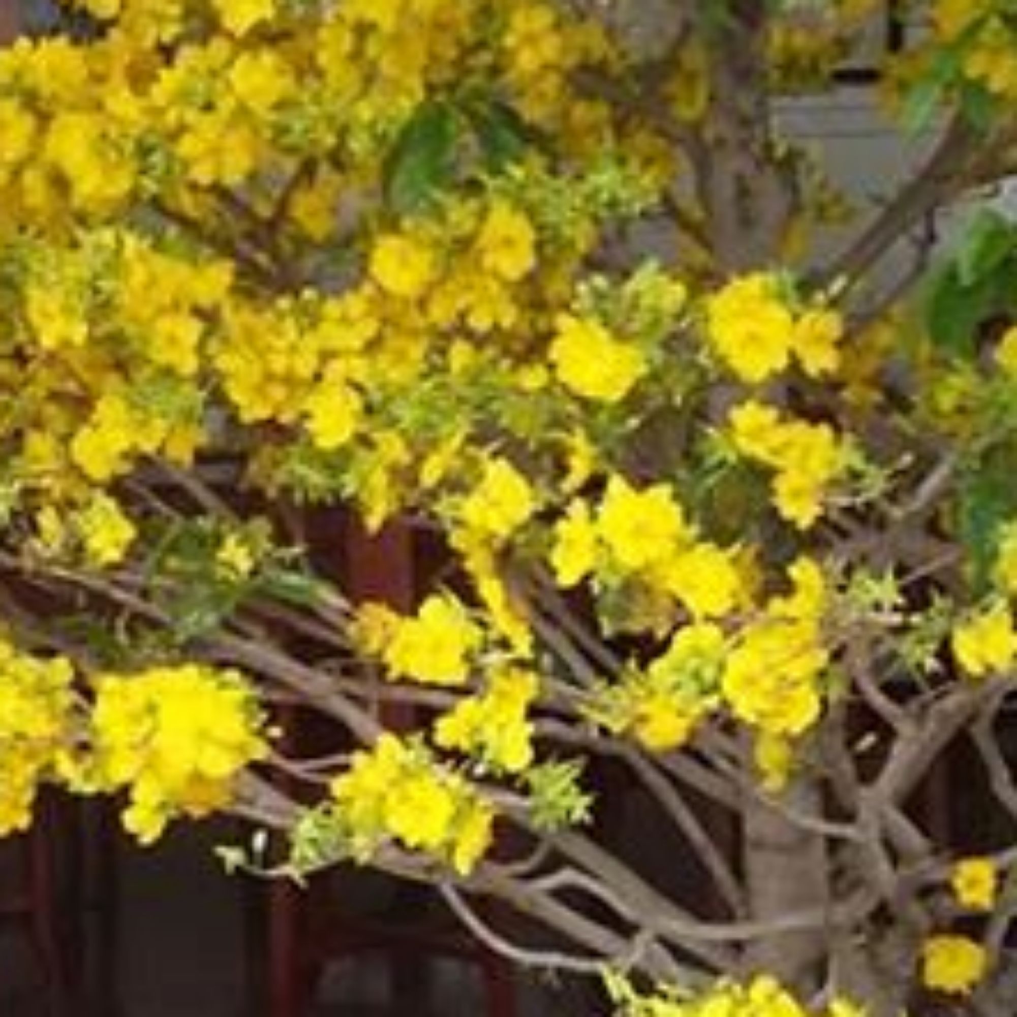phuoclyhuu