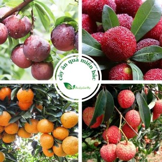 Cây Ăn Quả Miền Bắc