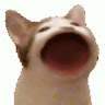 popcat
